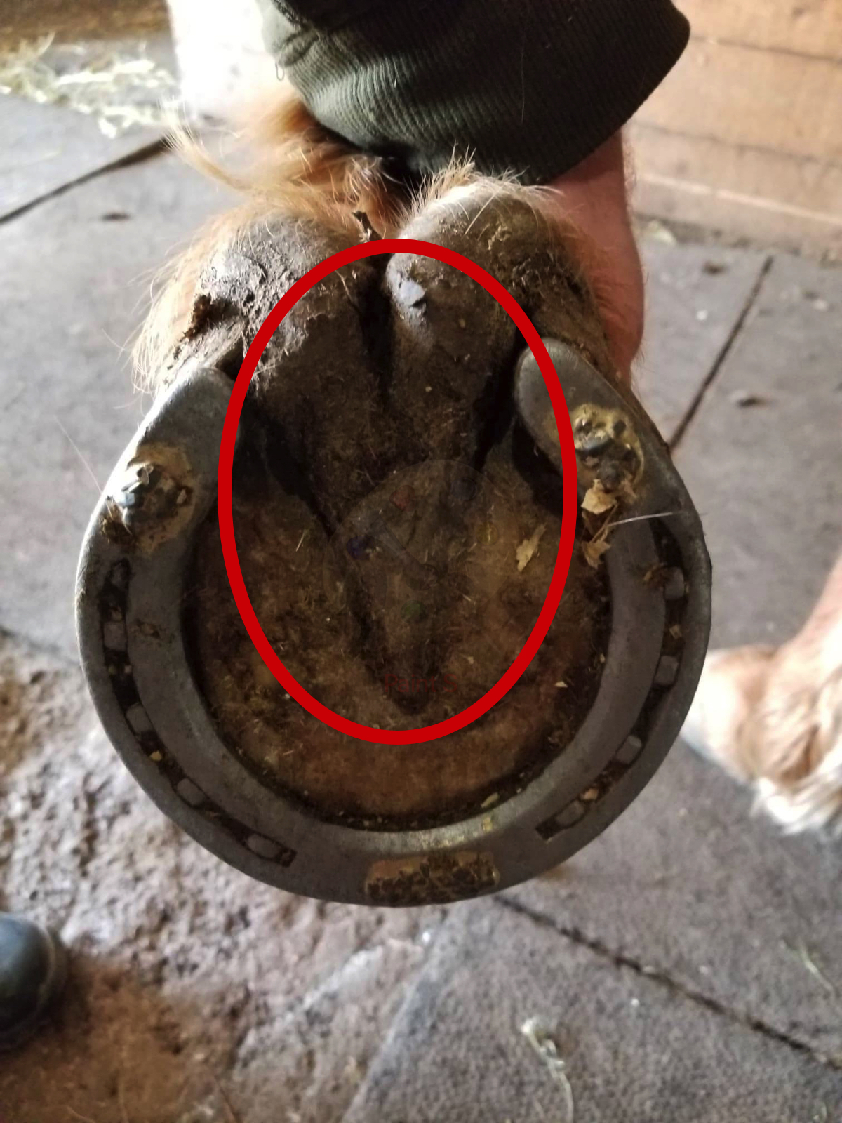 Detail Horse Shoe Images Nomer 46
