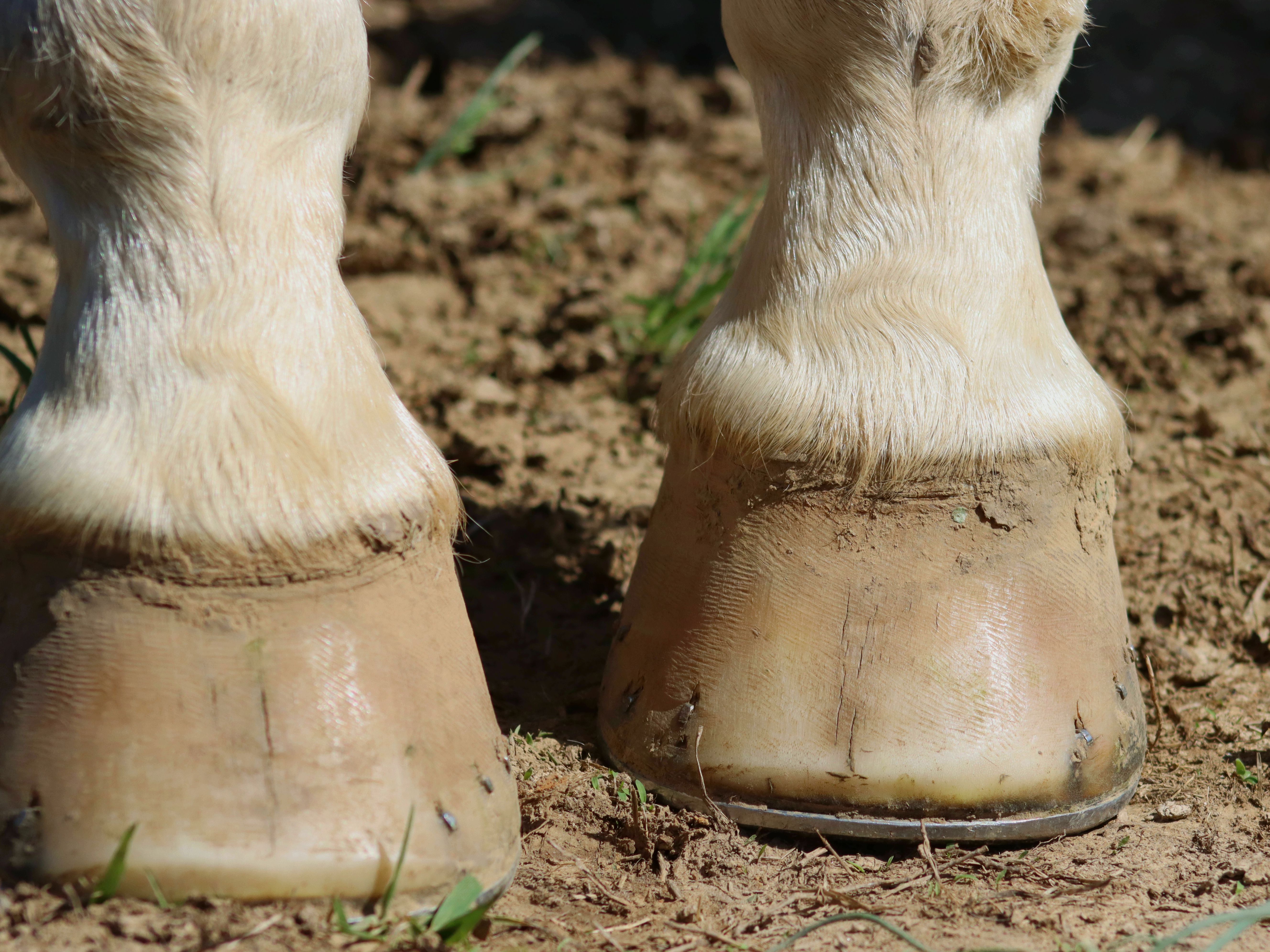 Detail Horse Shoe Images Nomer 48