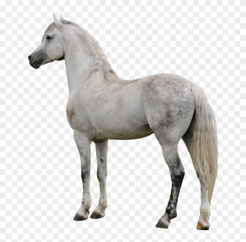 Detail Horse Transparent Background Nomer 20