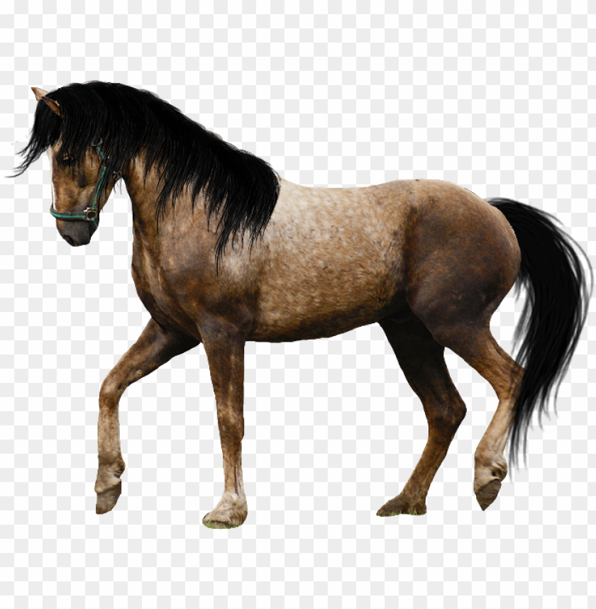 Detail Horse Transparent Background Nomer 24