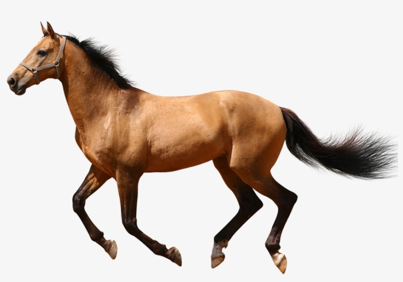 Detail Horse Transparent Background Nomer 6