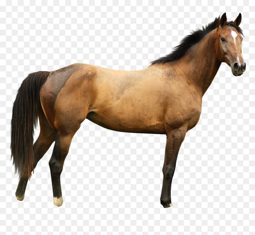 Detail Horse Transparent Png Nomer 11