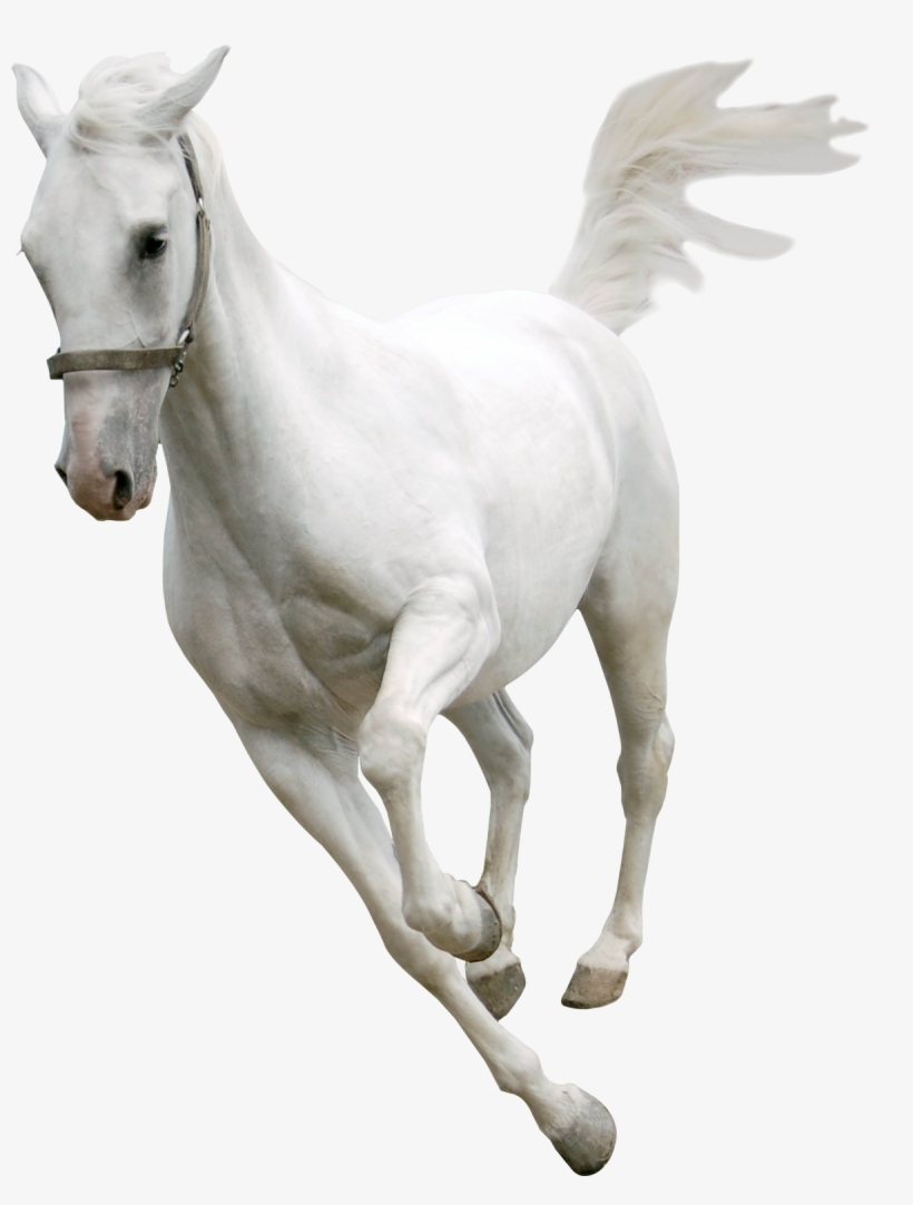 Detail Horse Transparent Png Nomer 22