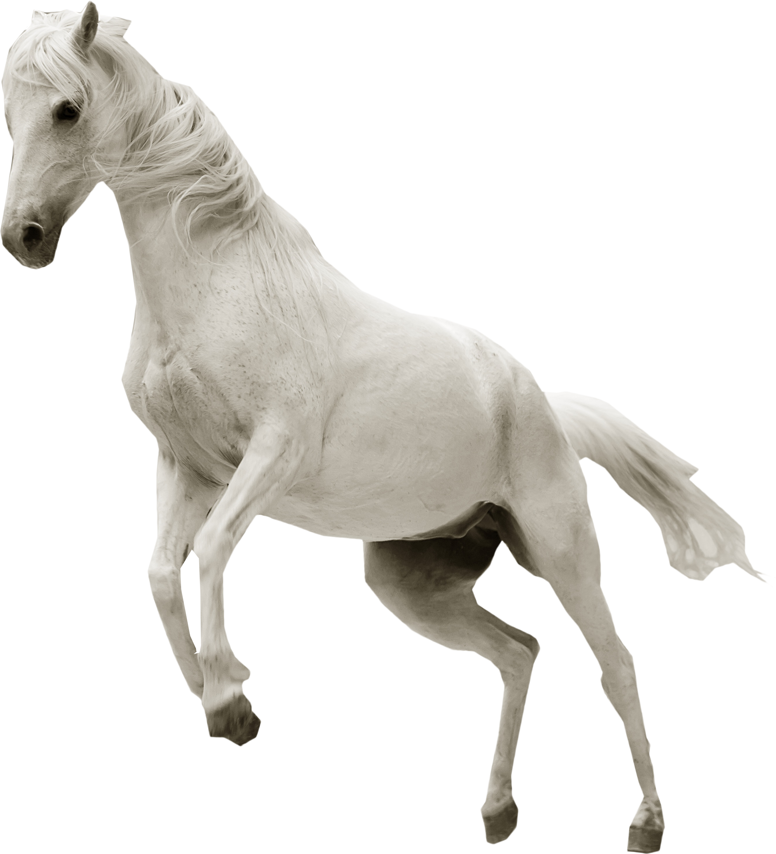 Detail Horse Transparent Png Nomer 31