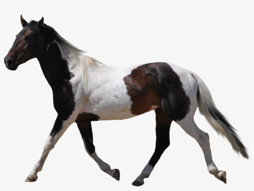 Detail Horse Transparent Png Nomer 40