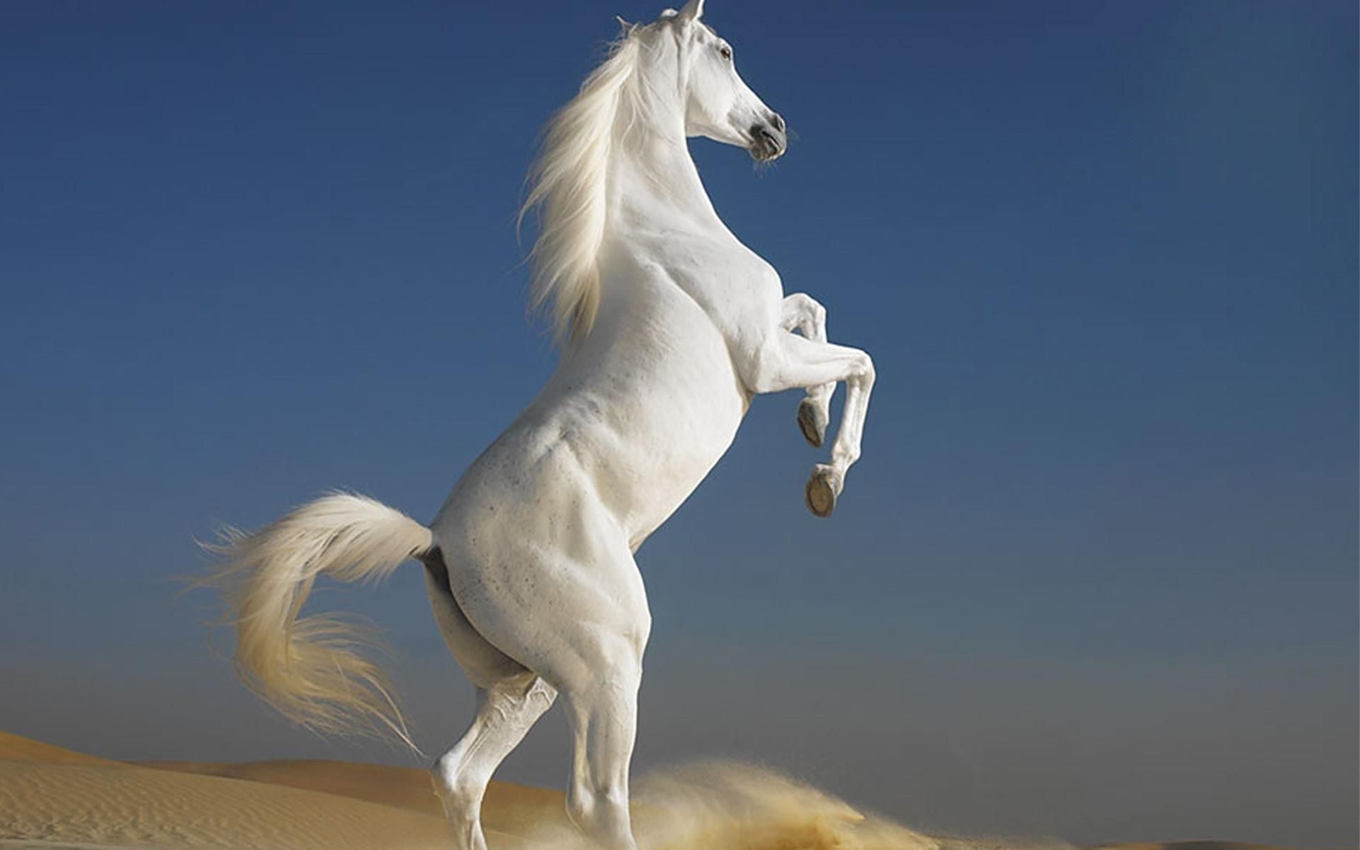 Detail Horse Wallpaper Hd Nomer 12