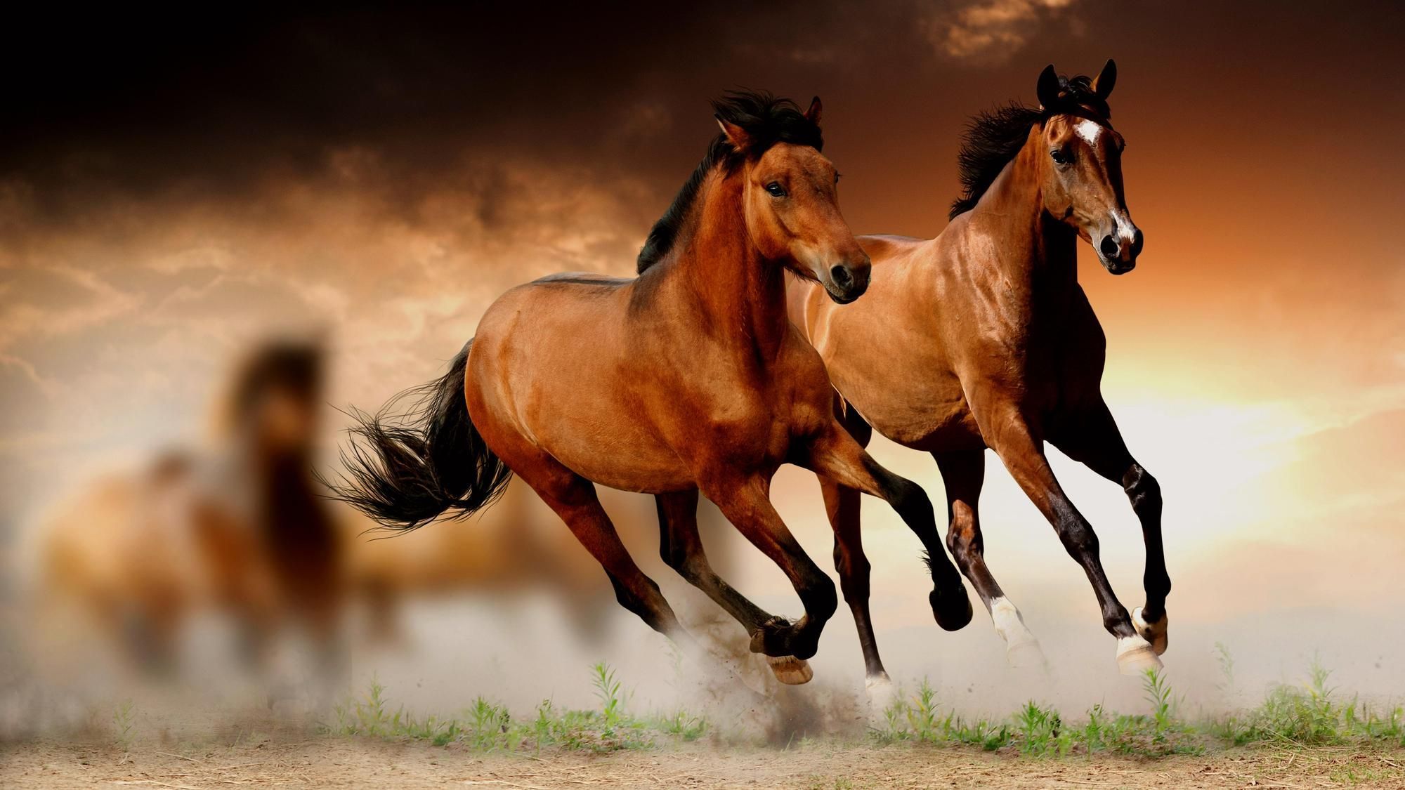 Detail Horse Wallpaper Hd Nomer 20