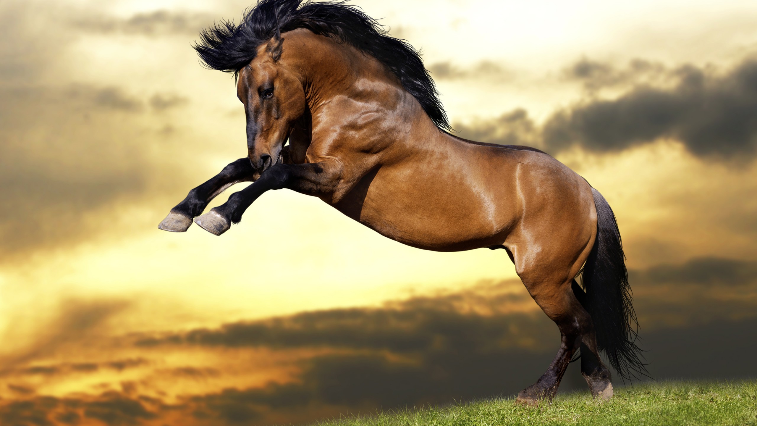 Detail Horse Wallpaper Hd Nomer 34