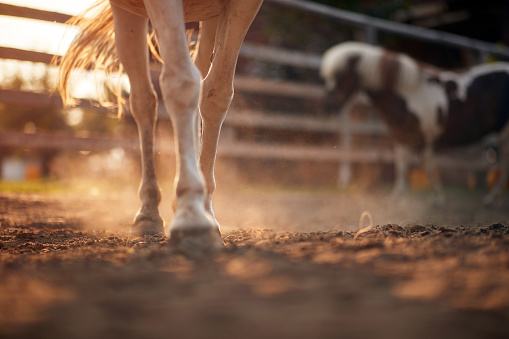 Detail Horse Wallpaper Hd Nomer 38