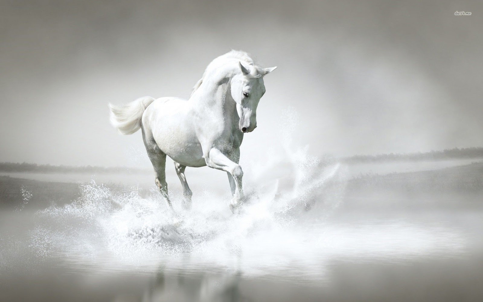 Detail Horse Wallpaper Hd Nomer 44