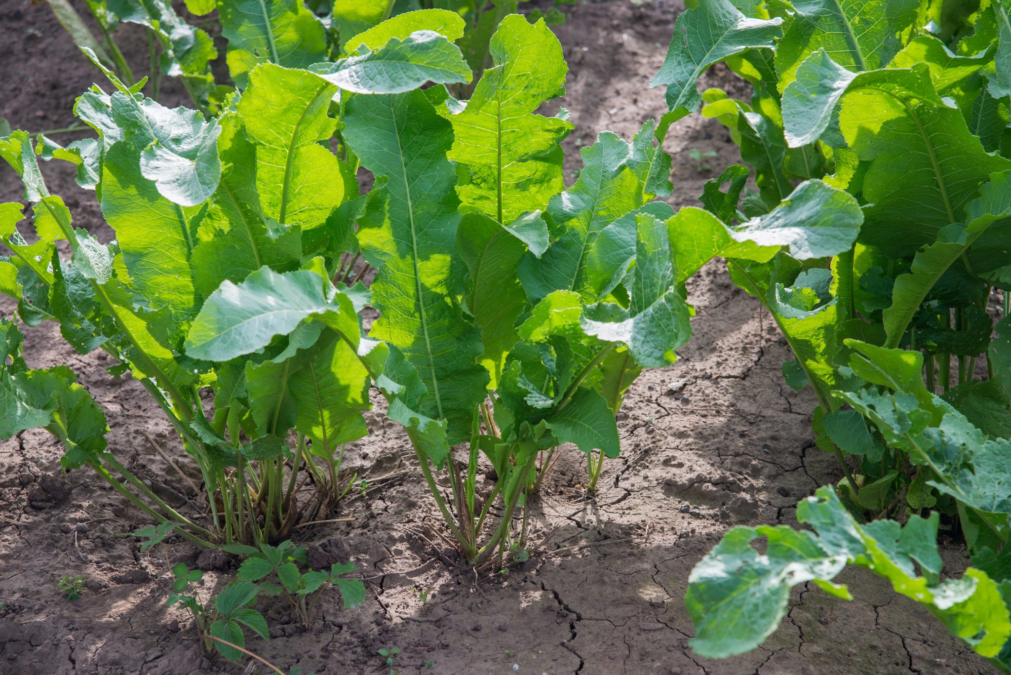 Detail Horseradish Plant Image Nomer 5