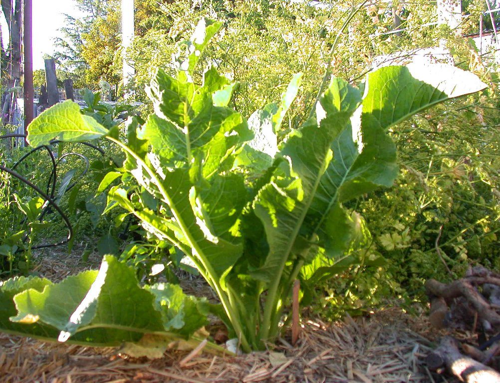 Detail Horseradish Plant Photo Nomer 12