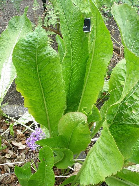 Detail Horseradish Plant Photo Nomer 29