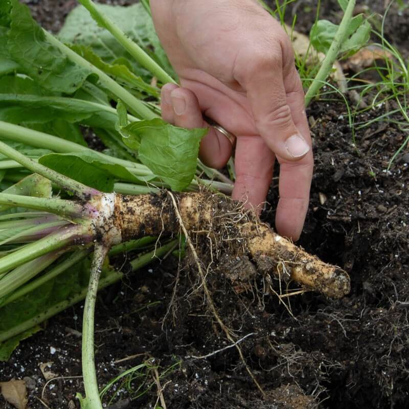 Detail Horseradish Plant Photo Nomer 45