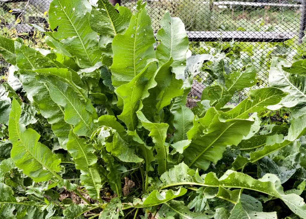 Detail Horseradish Plant Photo Nomer 5