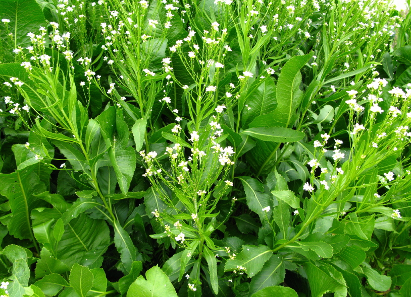 Detail Horseradish Plant Photo Nomer 7