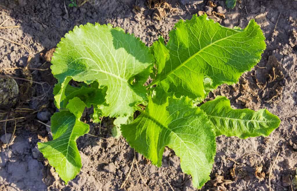 Detail Horseradish Plant Picture Nomer 12