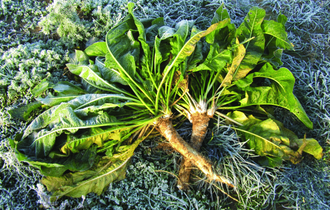 Detail Horseradish Plant Picture Nomer 17