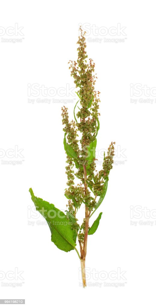 Detail Horseradish Plant Picture Nomer 25