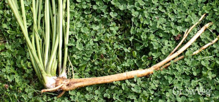 Detail Horseradish Plant Picture Nomer 32