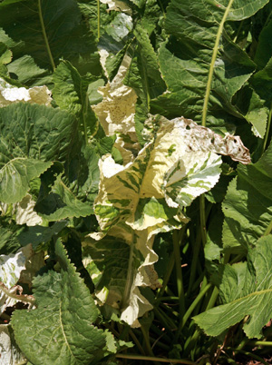 Detail Horseradish Plant Picture Nomer 47
