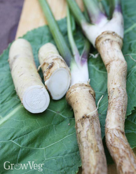 Detail Horseradish Plant Pictures Nomer 19