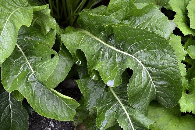 Detail Horseradish Plant Pictures Nomer 22