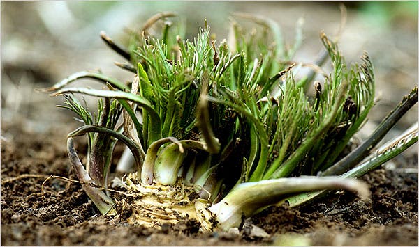 Detail Horseradish Plant Pictures Nomer 31