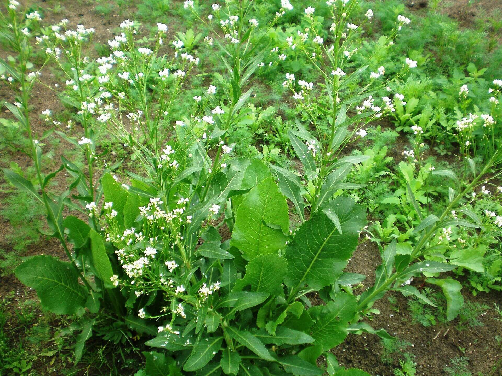 Detail Horseradish Plant Pictures Nomer 34