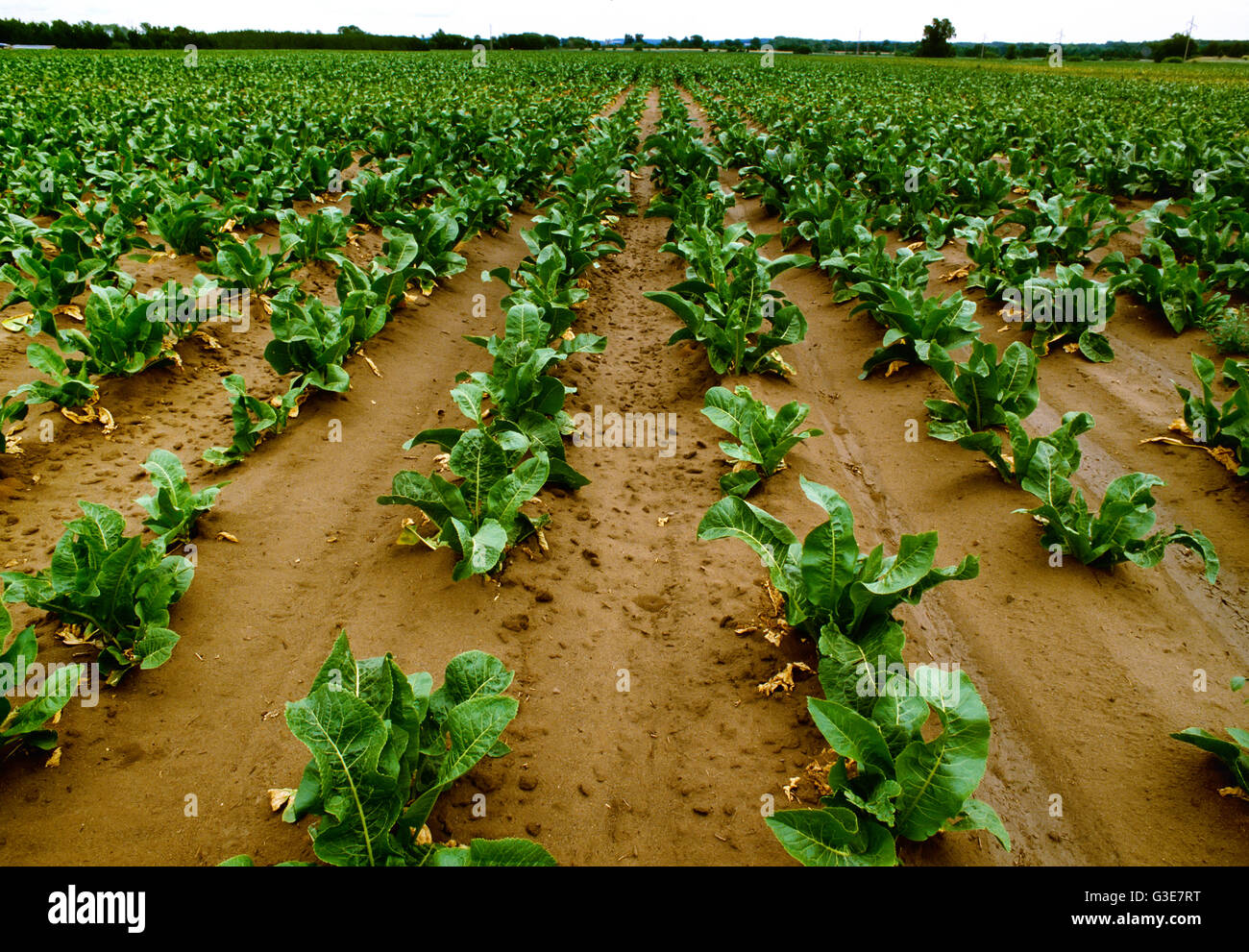 Detail Horseradish Plant Pictures Nomer 35