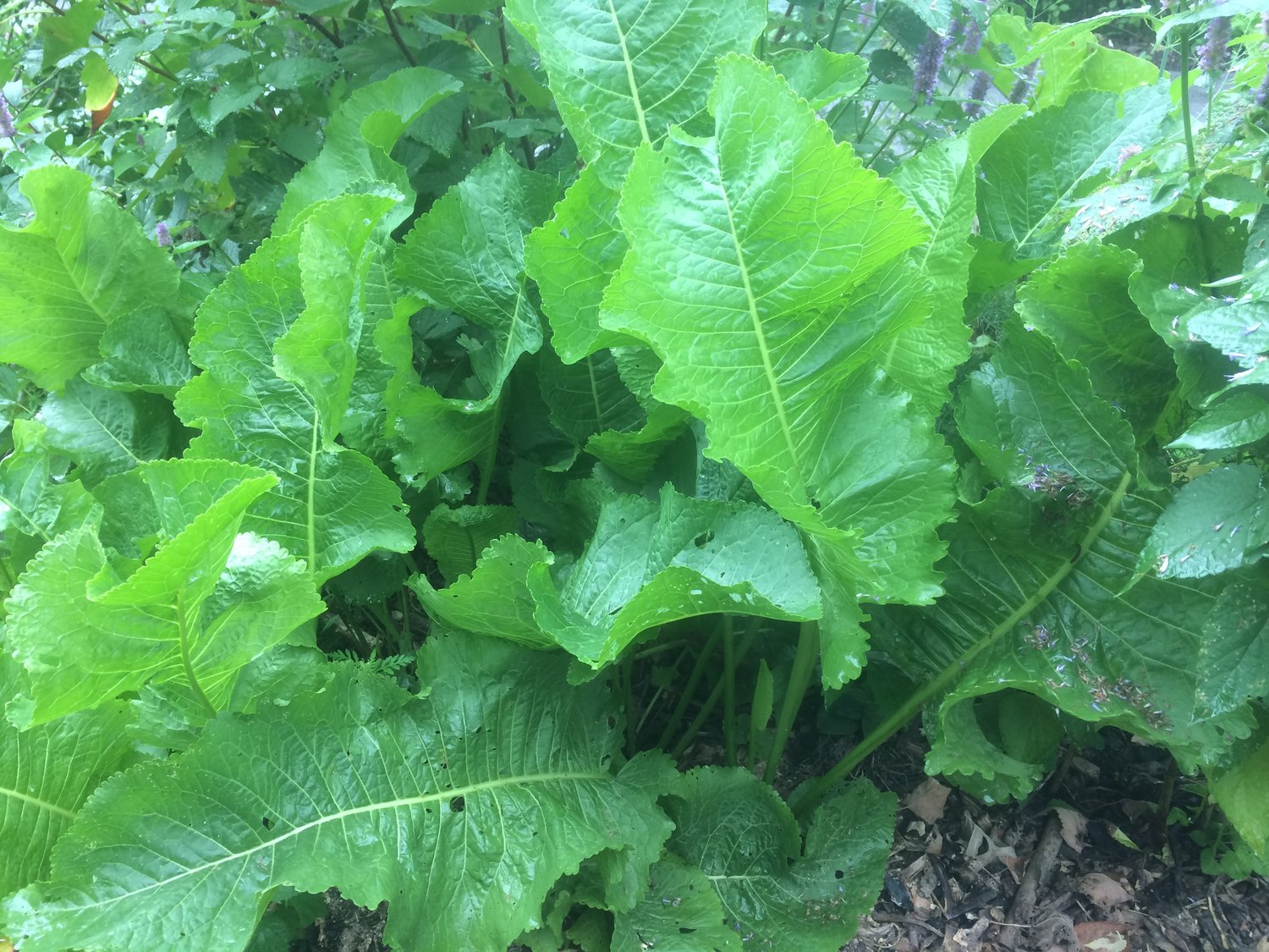 Detail Horseradish Plant Pictures Nomer 43