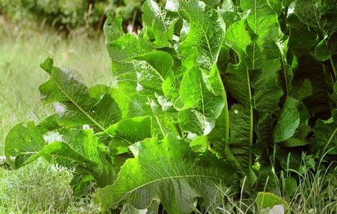 Detail Horseradish Plant Pictures Nomer 4