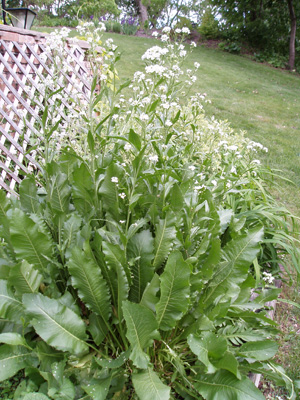 Detail Horseradish Plant Pictures Nomer 7