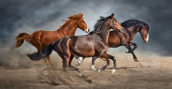 Detail Horses Images Free Download Nomer 21