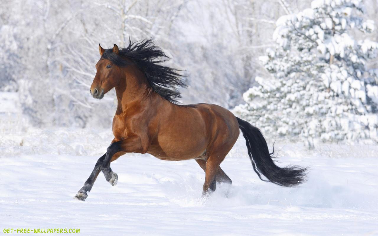 Detail Horses Images Free Download Nomer 25