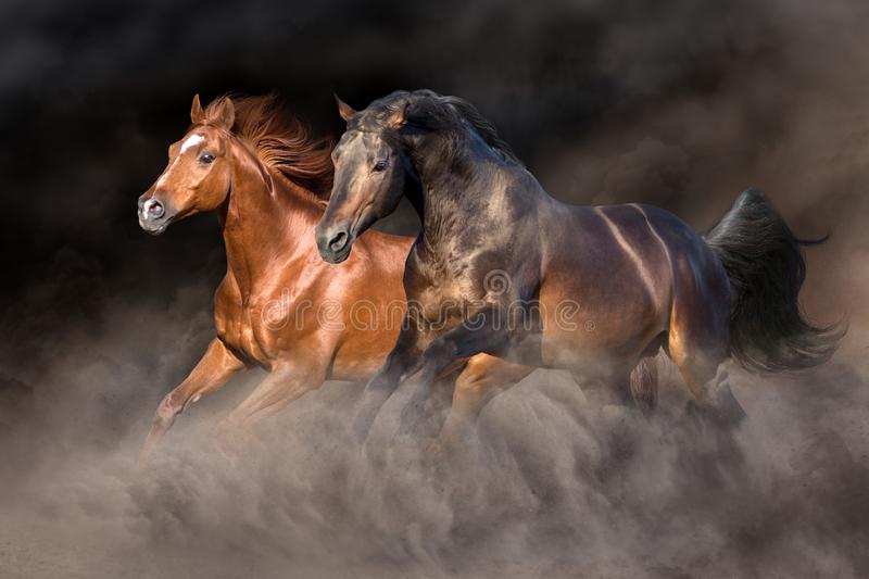 Detail Horses Images Free Download Nomer 29