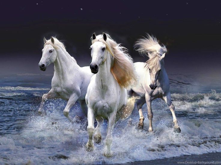 Detail Horses Images Free Download Nomer 49