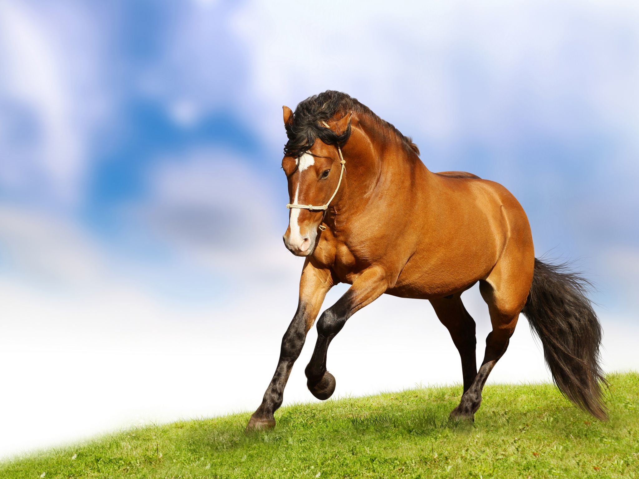 Detail Horses Images Free Download Nomer 54