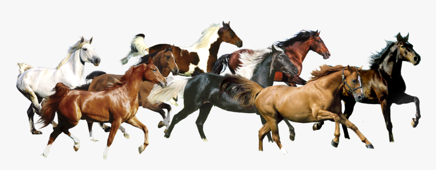 Detail Horses Png Nomer 21