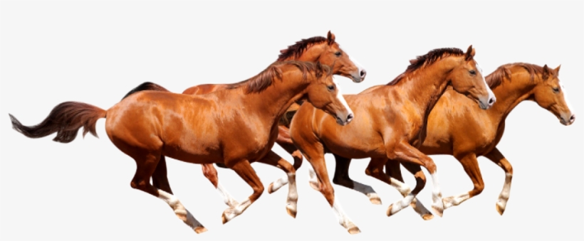 Detail Horses Running Png Nomer 4