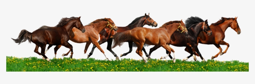Detail Horses Running Png Nomer 25