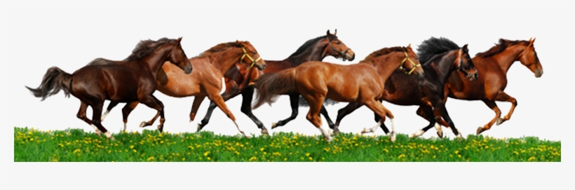 Detail Horses Running Png Nomer 25