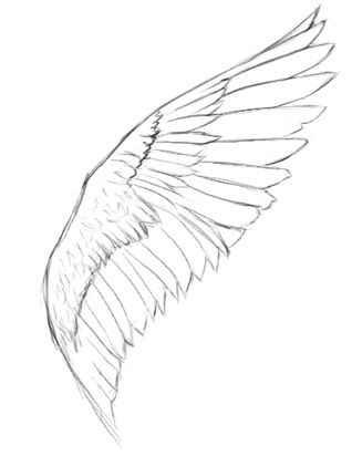 Detail How Do You Draw Angel Wings Nomer 16