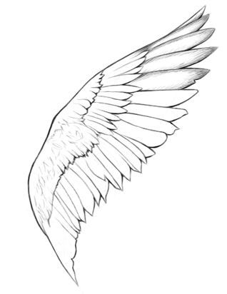 Detail How Do You Draw Angel Wings Nomer 37