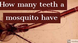 Detail How Many Teeth Does A Mosquito Have Wikipedia Nomer 10