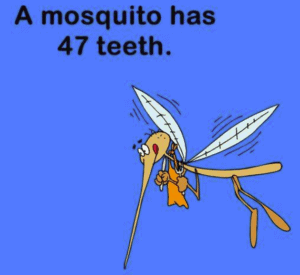 Detail How Many Teeth Does A Mosquito Have Wikipedia Nomer 26