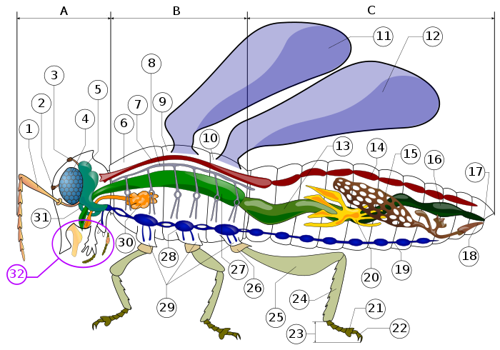 Detail How Many Teeth Does A Mosquito Have Wikipedia Nomer 31