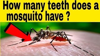 Detail How Many Teeth Does A Mosquito Have Wikipedia Nomer 4