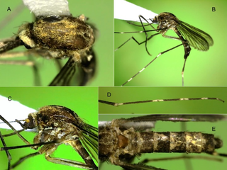 Detail How Many Teeth Does A Mosquito Have Wikipedia Nomer 32