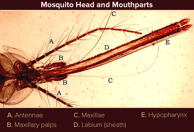 Detail How Many Teeth Does A Mosquito Have Wikipedia Nomer 40